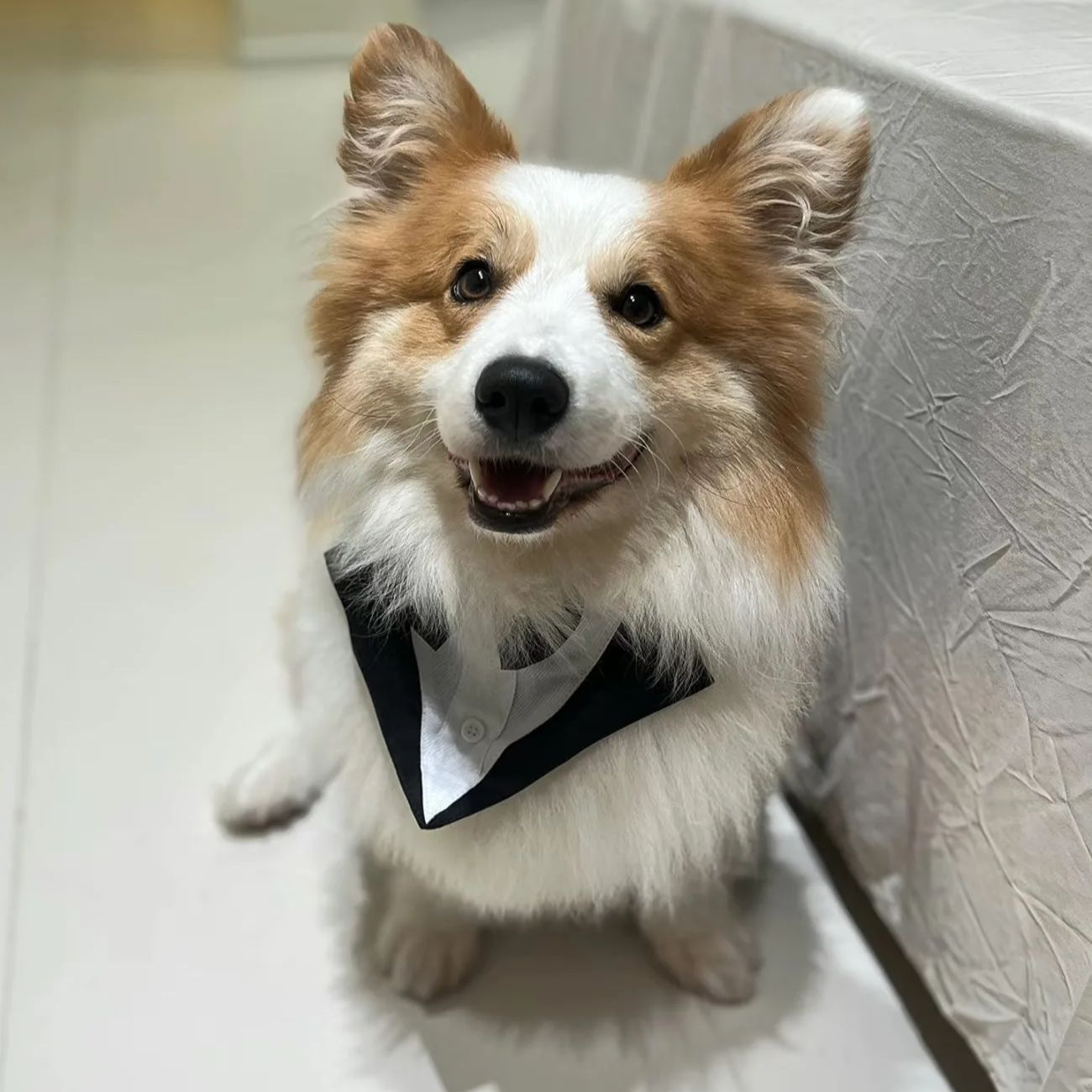 Abbigliamento per Cani: Abito  - Suitsupply Wedding Tuxedo recensione e prezzo